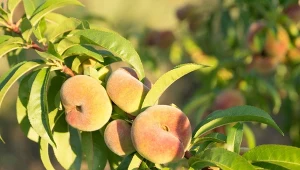 Brzoskwinia płaskoowocowa (Ufo) - odmiany i uprawa