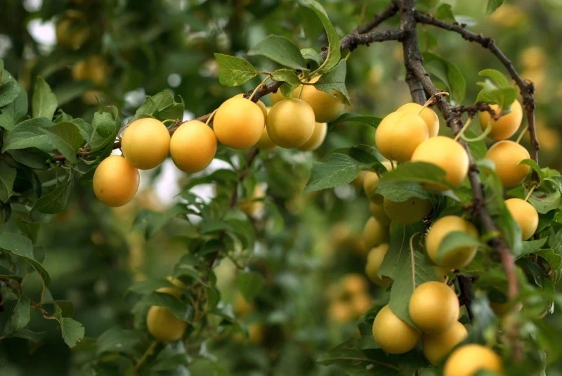 Właściwa pielęgnacja mirabelki zapewni obfite plony aromatycznych owoców przez wiele lat.