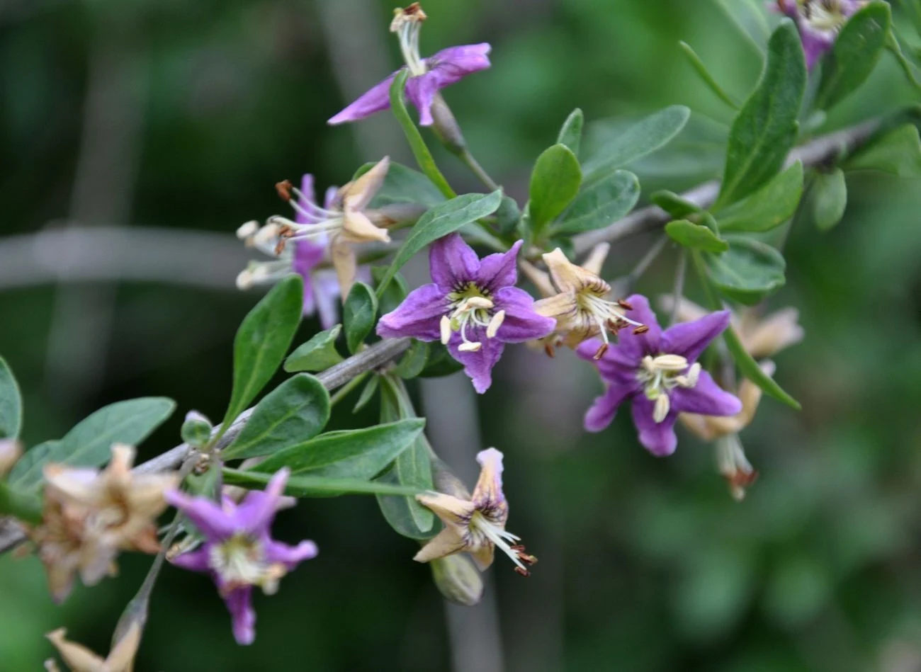 W okresie od czerwca do sierpnia na kolcowoju pojawiają się drobne, fioletowe kwiaty.