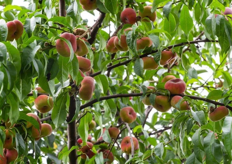 Brzoskwinie nie dojrzewają po zerwaniu