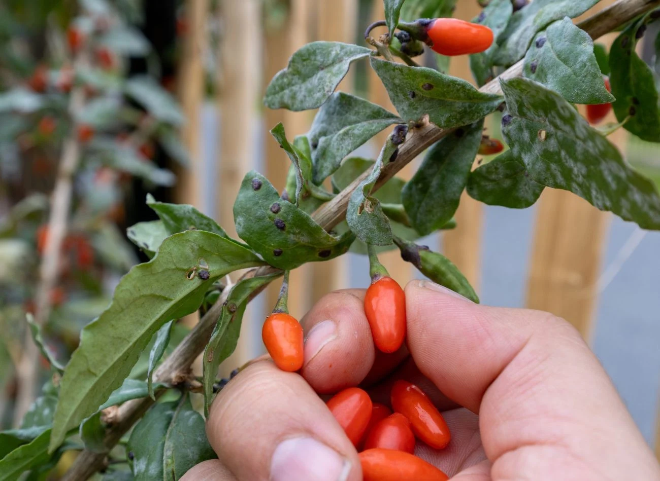 Młode krzewy kolcowoju zazwyczaj zaczynają owocować w drugim lub trzecim roku po posadzeniu.