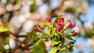 Kwieciak jabłkowiec - objawy i skutki żerowania
