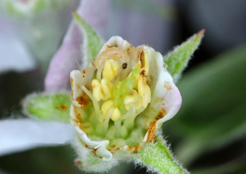 Kwieciak jabłkowiec żeruje głównie na jabłoniach.