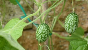 Ogórek meksykański (cucamelon) – uprawa i pielęgnacja