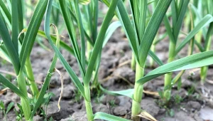 Nawożenie czosnku powinno rozpocząć się w momencie, gdy rośliny osiągną fazę 4-5 liści.