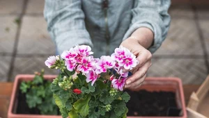 Sadzonki pelargonii trzeba nawozić od trzeciego tygodnia po wybudzeniu.