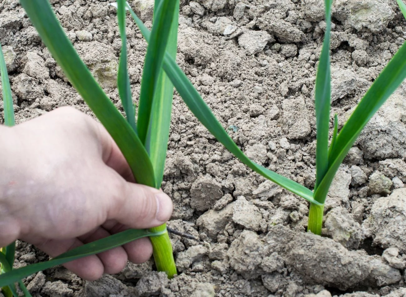 Kurzeniec to doskonały nawóz z do czosnku, ale z jego stosowaniem trzeba poczekać do ustania przymrozków.