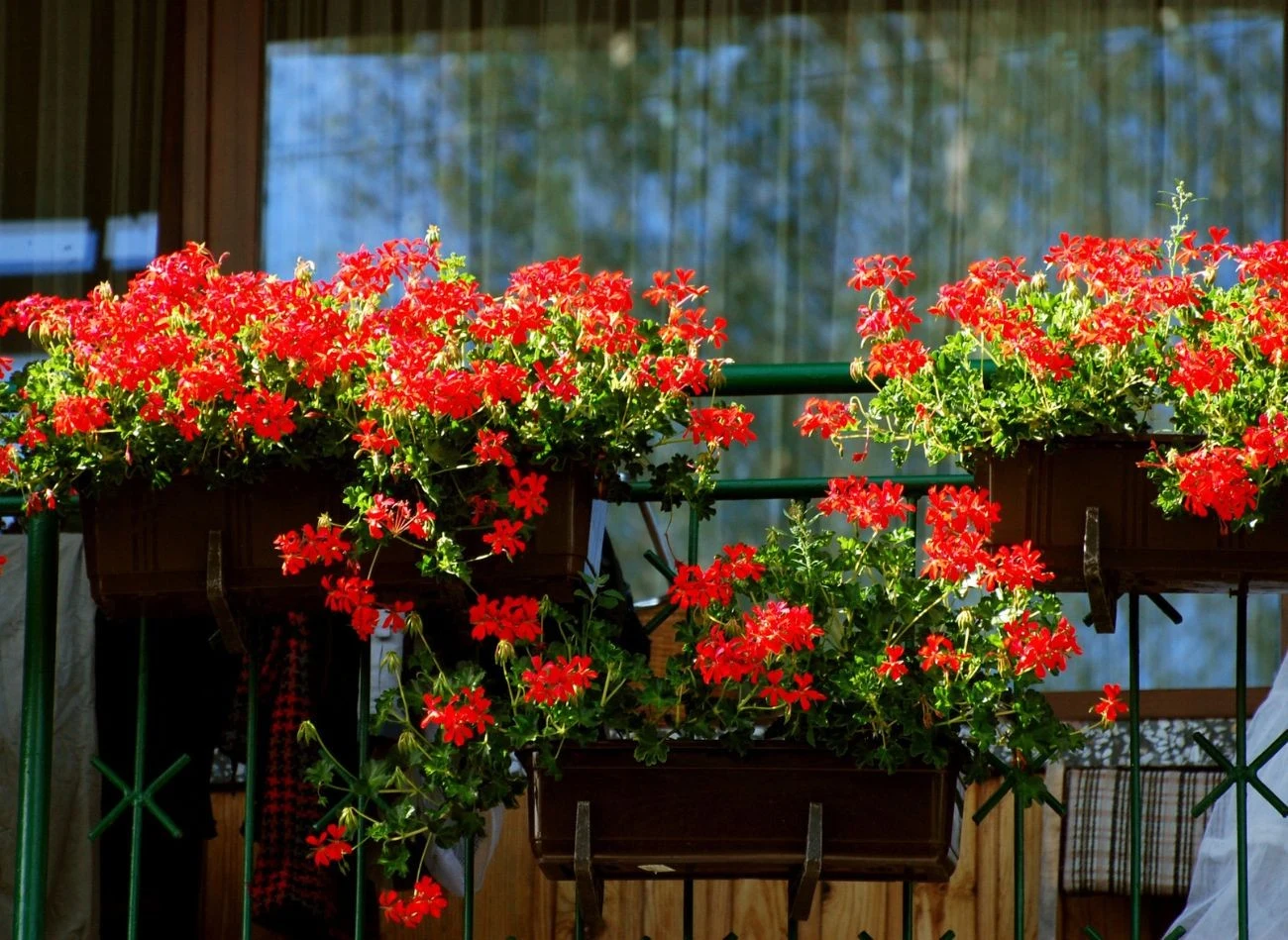 Odżywki do pelargonii powinny być bogate w azot, który przyspiesza rozwój masy zielonej, a także w fosfor i potas, pobudzające kwitnienie.