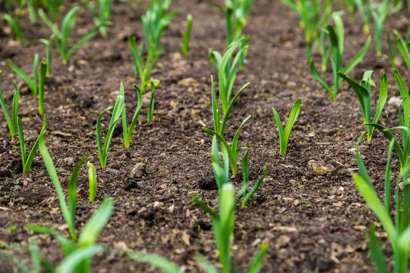 Do wyboru mamy wczesne, średnio wczesne i późne odmiany pora