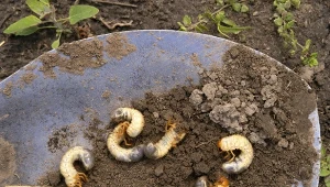 Pędraki to groźne szkodniki, które potrafią zniszczyć uprawy i trawnik.