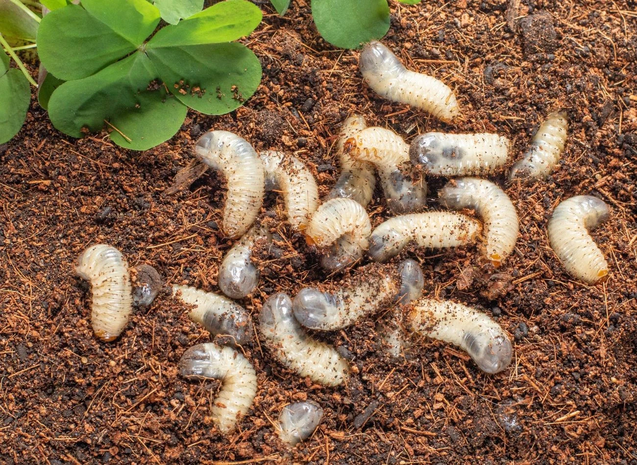 Pędraki są to larwy chrabąszcza majowego. Ich ciała są grube, miękkie i pokryte delikatnymi włoskami.