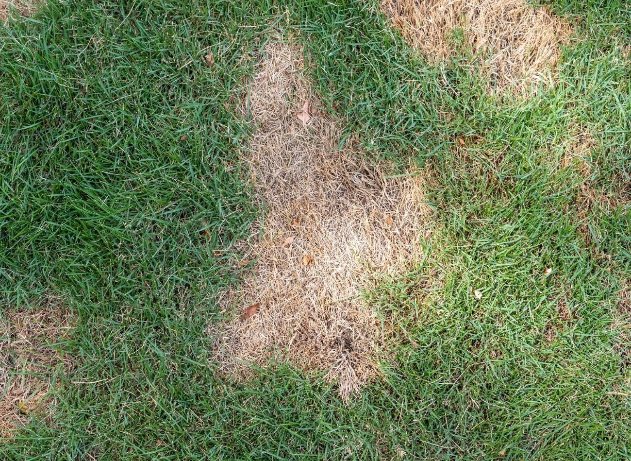 Suche placki na trawniku to często sprawka pędraków. Jak je zlokalizować?