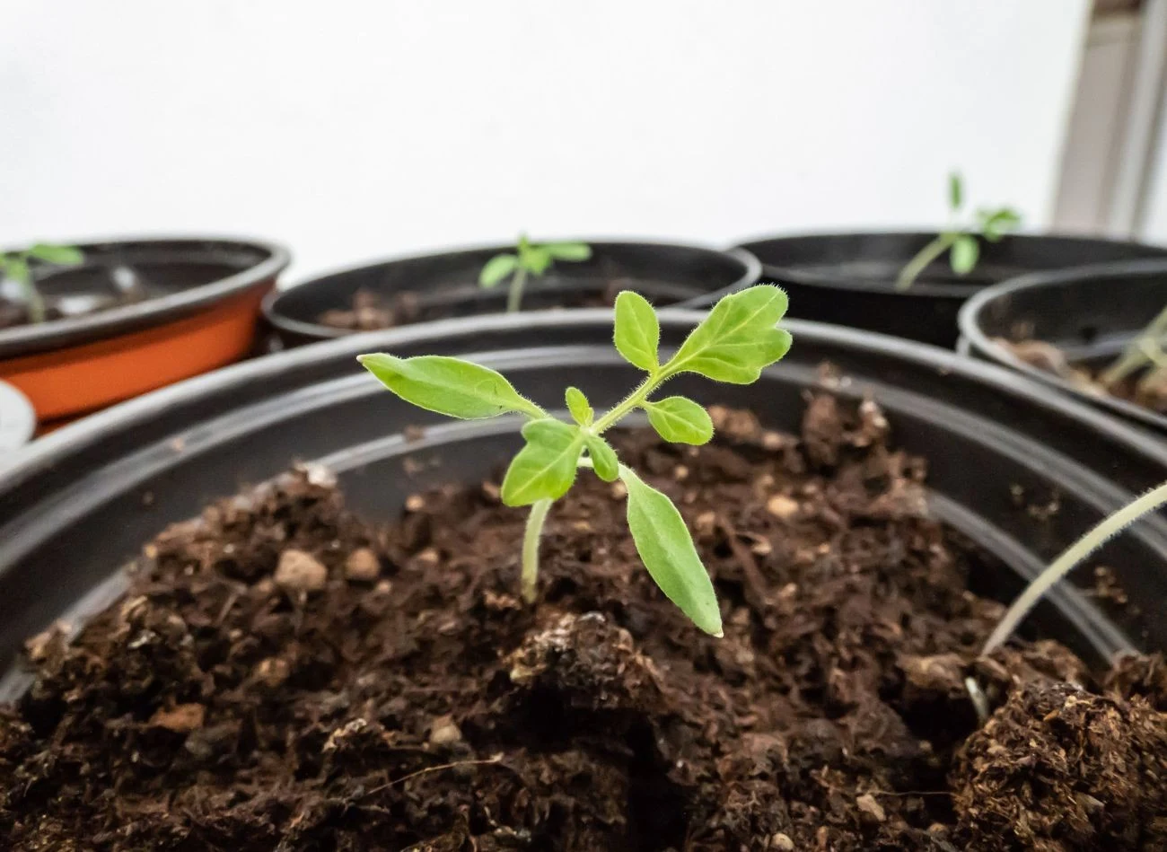 Sadzonki pomidorów po wzejściu można podlewać co 3 - 5 dni. Fot. krrad