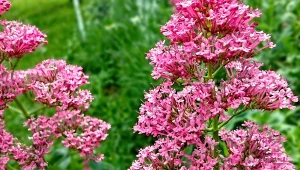 Ostrogowiec czerwony to mało wymagająca bylina, która kwitnie od maja do czerwca.