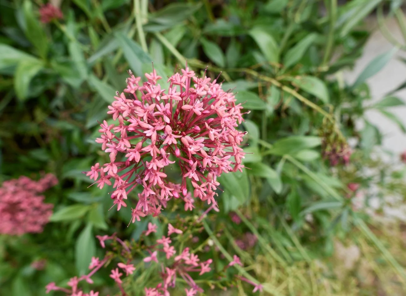 Ostrogowiec ma niewielkie wymagania, urośnie niemal wszędzie, nie potrzebuje dużo wody.