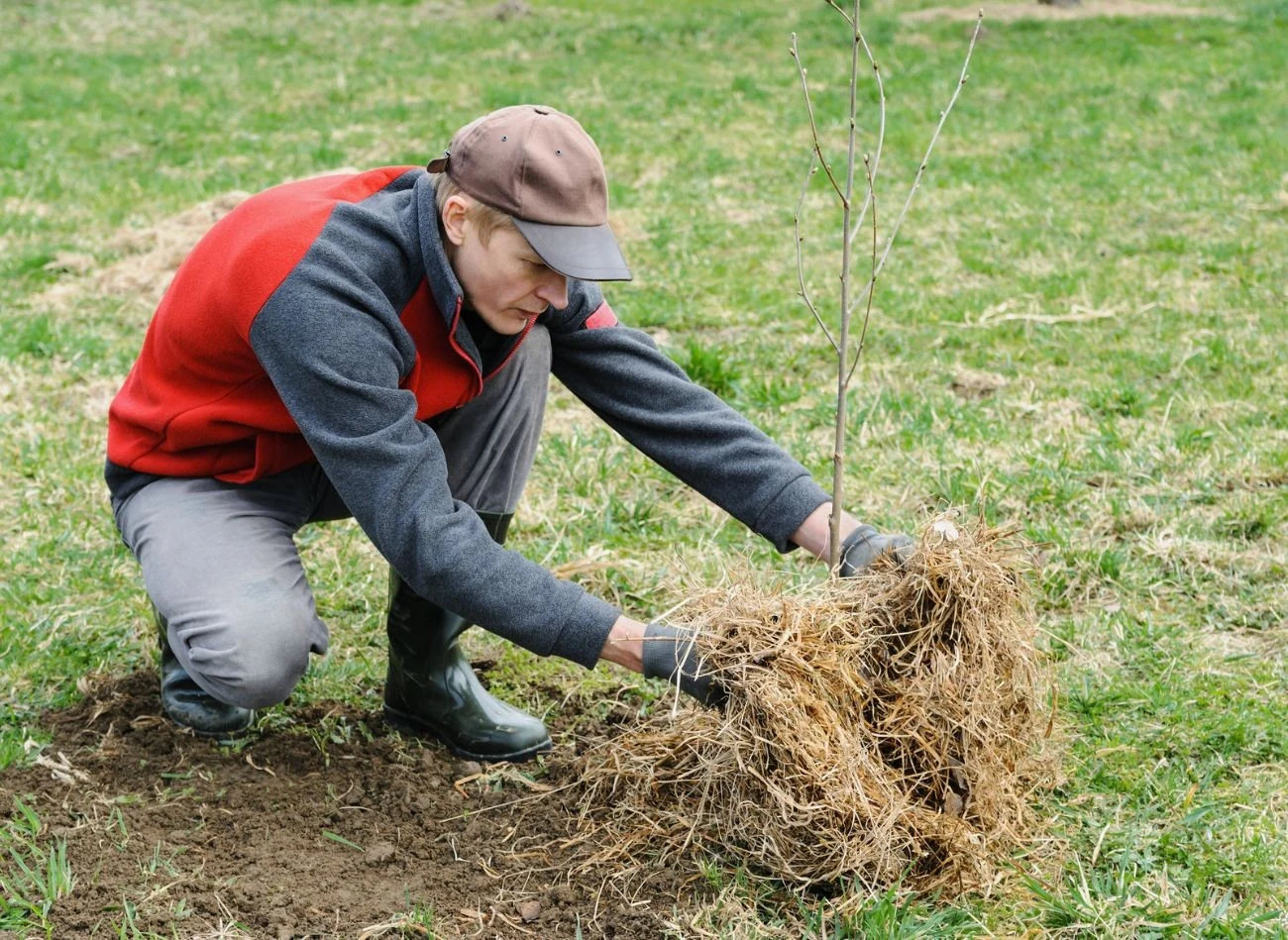 Ściółka zatrzymuje wodę w glebie i ogranicza rozwój chwastów.