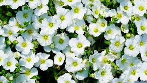 Piaskowiec górski - uprawa i zastosowanie w ogrodzie