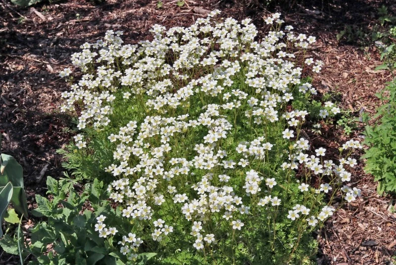 Piaskowiec górski intensywnie i efektownie kwitnie od maja do czerwca.