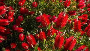 Kuflik cytrynowy - zasady pielęgnacji miododajnej rośliny