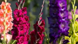 Mieczyki można sadzić do gruntu pod koniec kwietnia, gdy ustana przymrozki.