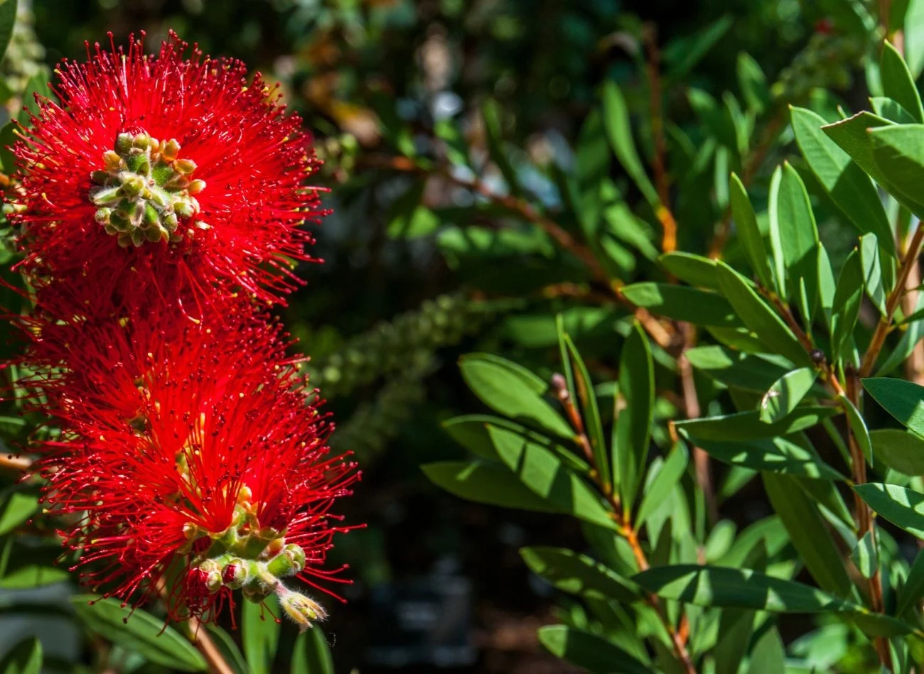 Od wiosny do jesieni kuflik wymaga regularnego podlewania i zawsze wilgotnej ziemi.