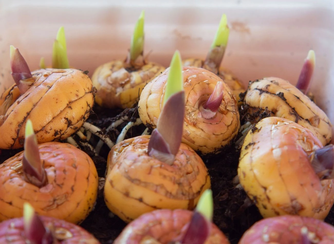 Przed sadzeniem bulwy mieczyków warto wymoczyć z wodą ze środkiem grzybobójczym.