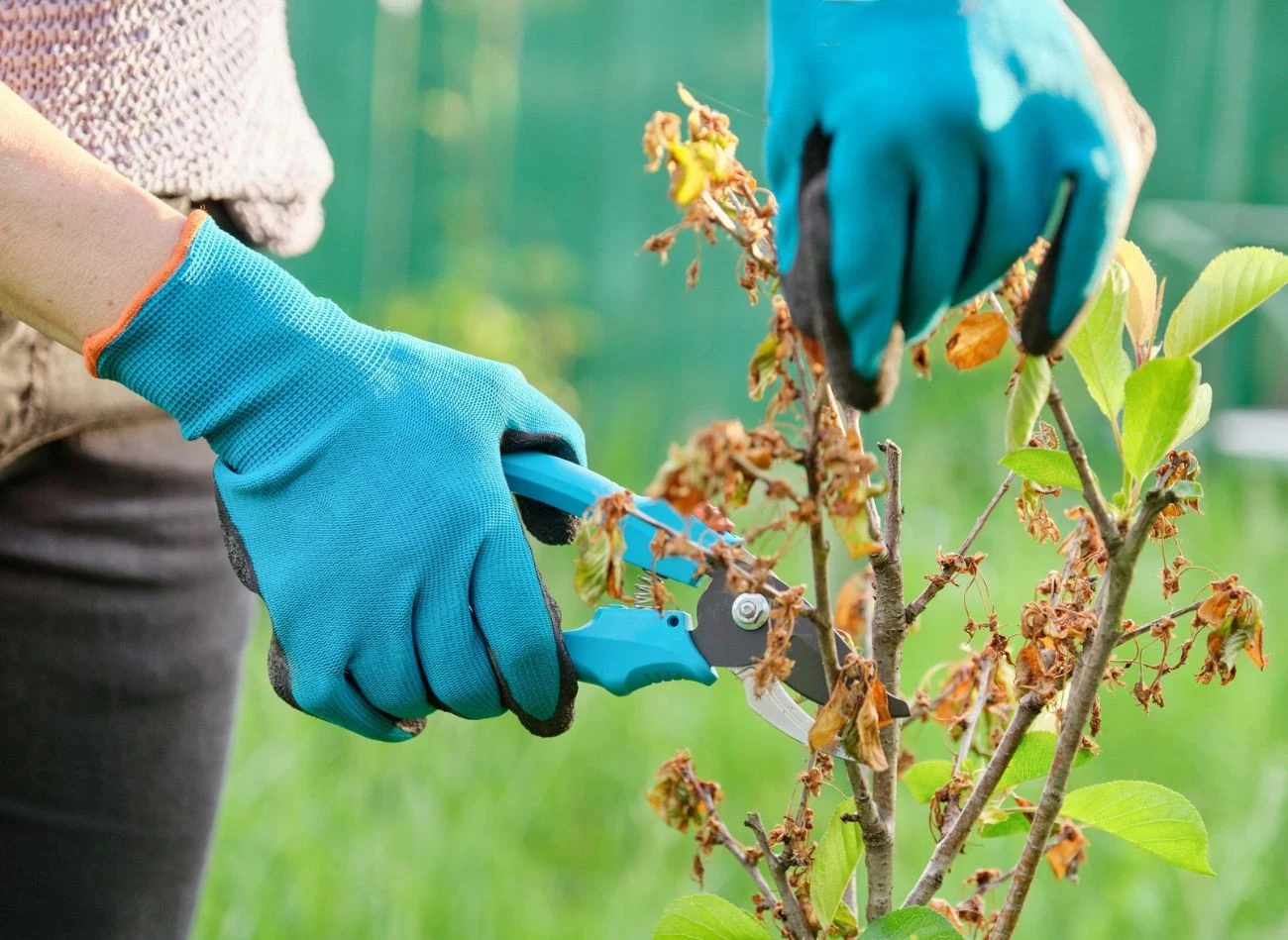 Termin i sposób przycinania hortensji zależy od jej gatunku.