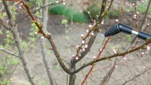 Oprysk olejem rydzowym działa na szkodniki mechanicznie, pokrywając powierzchnię ich ciała. Można go stosować bezpiecznie do drzew i krzewów owocowych.