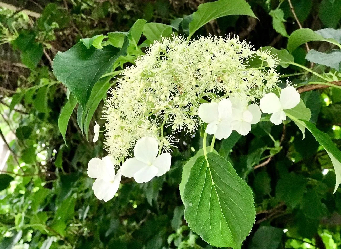 Hortensja pnąca może być przycinana dopiero po kwitnieniu, czyli pod koniec lata.