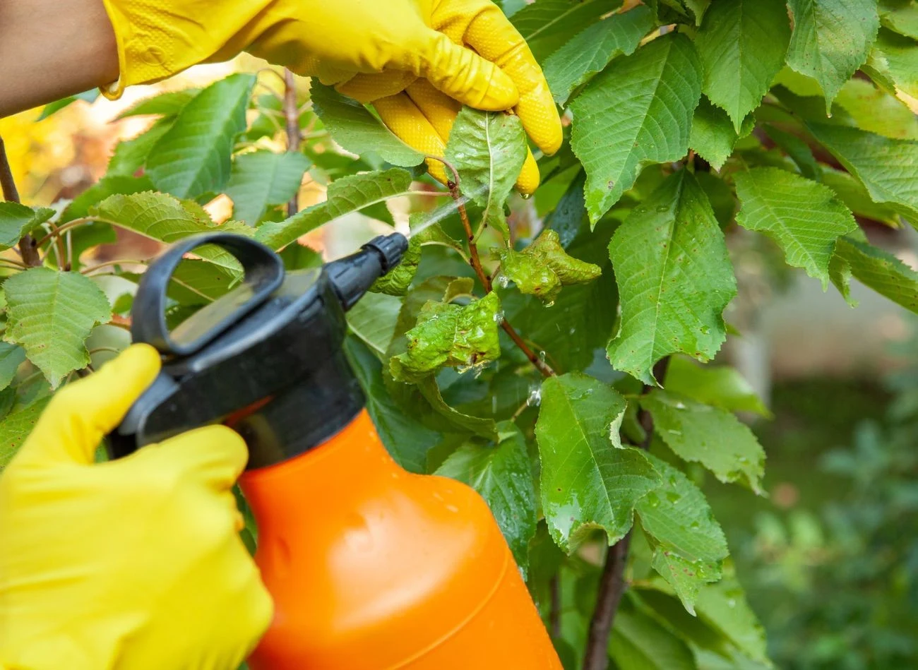 Olej rydzowy bardzo dobrze radzi sobie z mszycami, a nawet kleszczami.