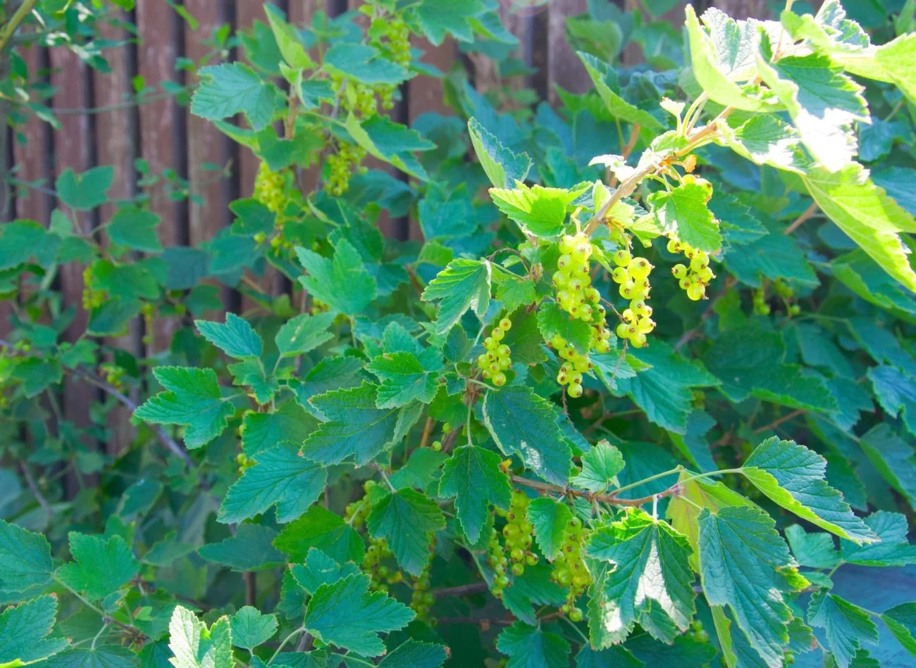 Oprysk olejem rydzowym można wykonywać na wszystkie drzewa i krzewy owocowe.