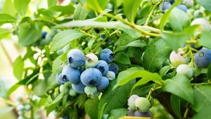 Torf można wykorzystać w ogrodzie na róże sposoby, m.in do zakwaszania gleby.