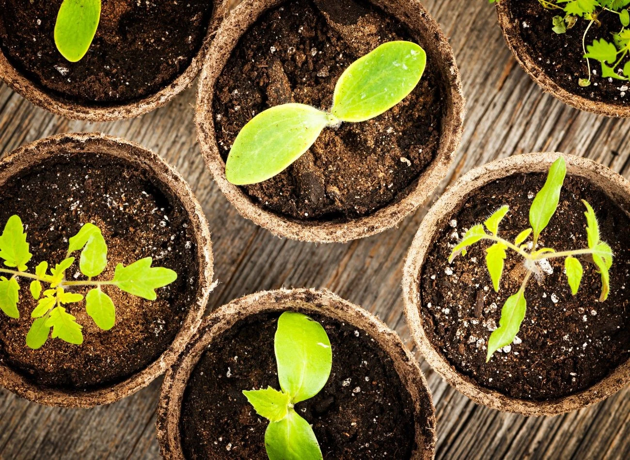 Torf jest idealnym składnikiem podłoża do wysiewu nasion i produkcji sadzonek.