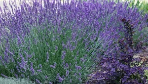 Wiosenne cięcie i nawożenie lawendy to najważniejsze zabiegi przed sezonem.