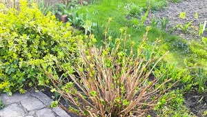 Wiosną warto zastosować naturalny nawóz, który pobudzi hortensję do kwitnienia./Deccoria.pl