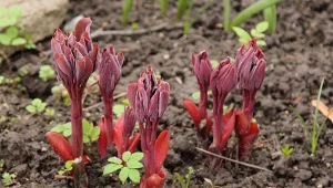 Piwonie trzeba chronić przed przymrozkami. W tym czasie należy wstrzymać się z ich nawożeniem.