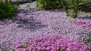 Macierzanka to roślina, której kilka odmian nadaje się do zadarniania i wypełniania miejsc w ogrodzie.