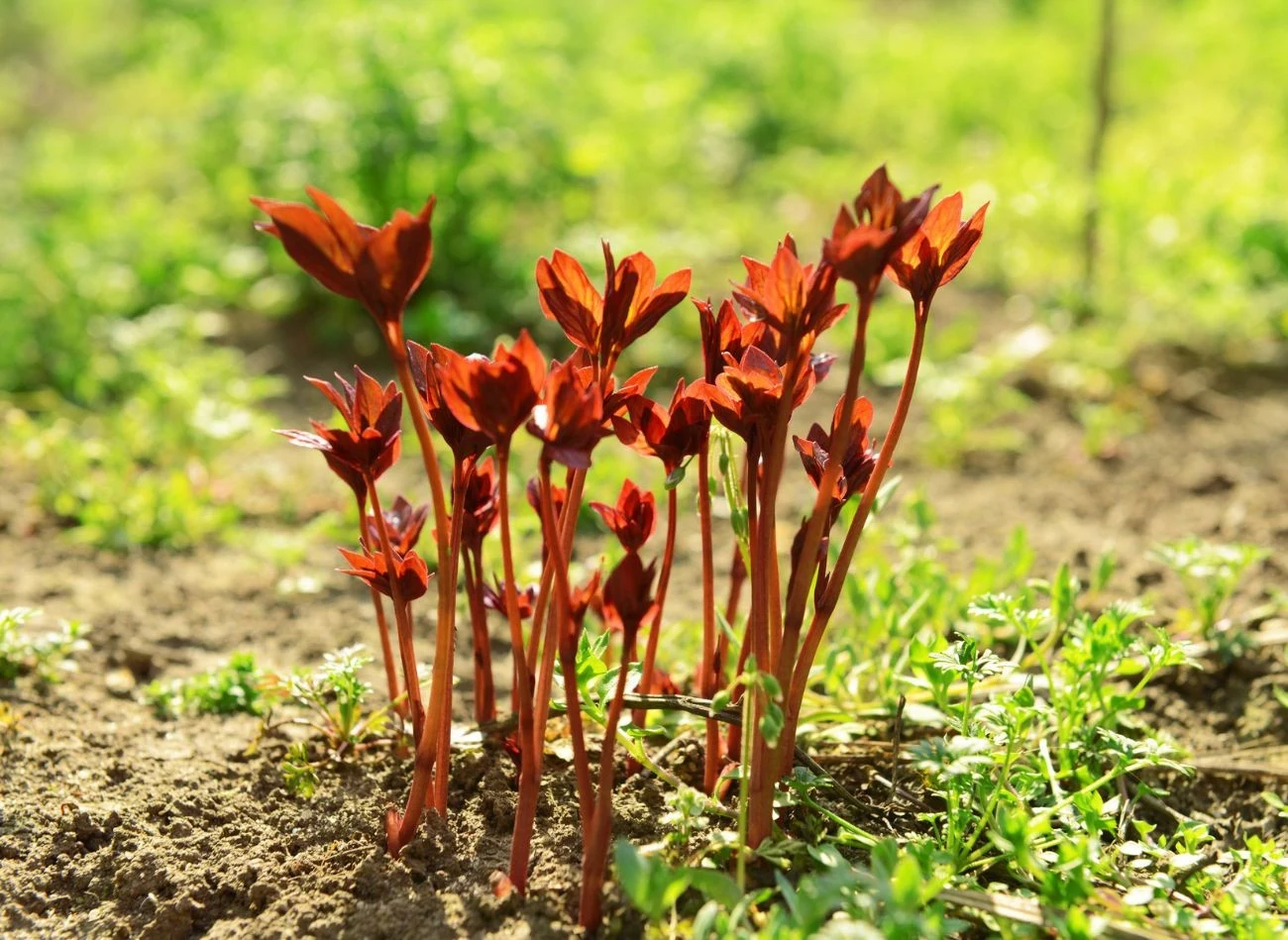 Wczesną wiosną piwonie bardziej niż nawozów potrzebują nawodnienia.