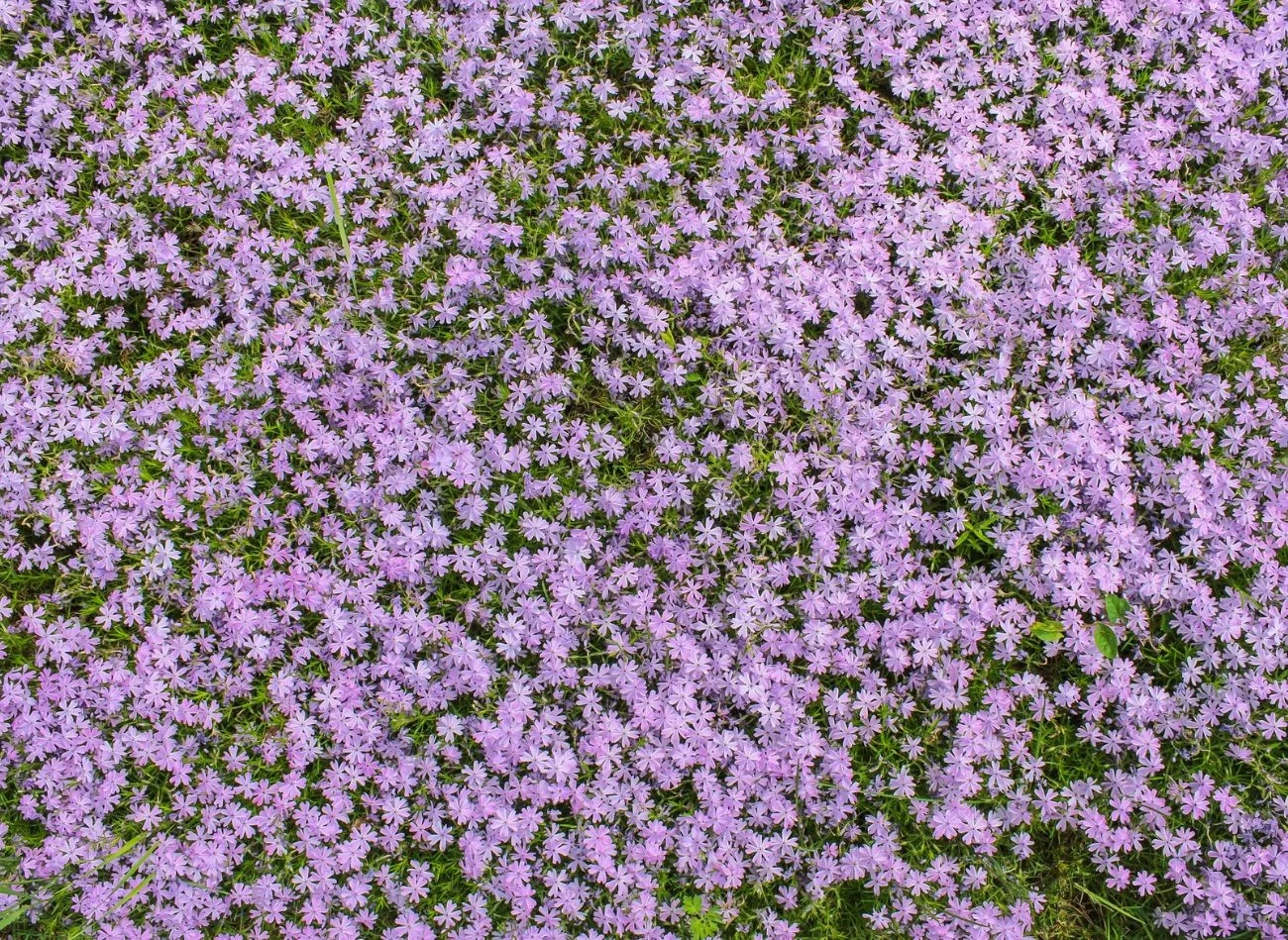 Macierzanka piaskowa nadaje to wytrzymała roślina, która nadaje się do zadarniania.
