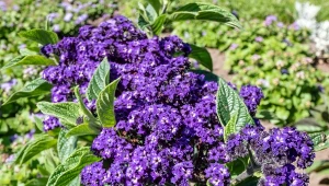 Podpowiadamy, jak uprawiać heliotrop peruwiański.