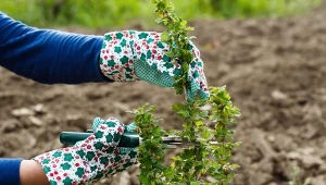 Jak i kiedy przycinać agrest? Nawożenie przy cięciu