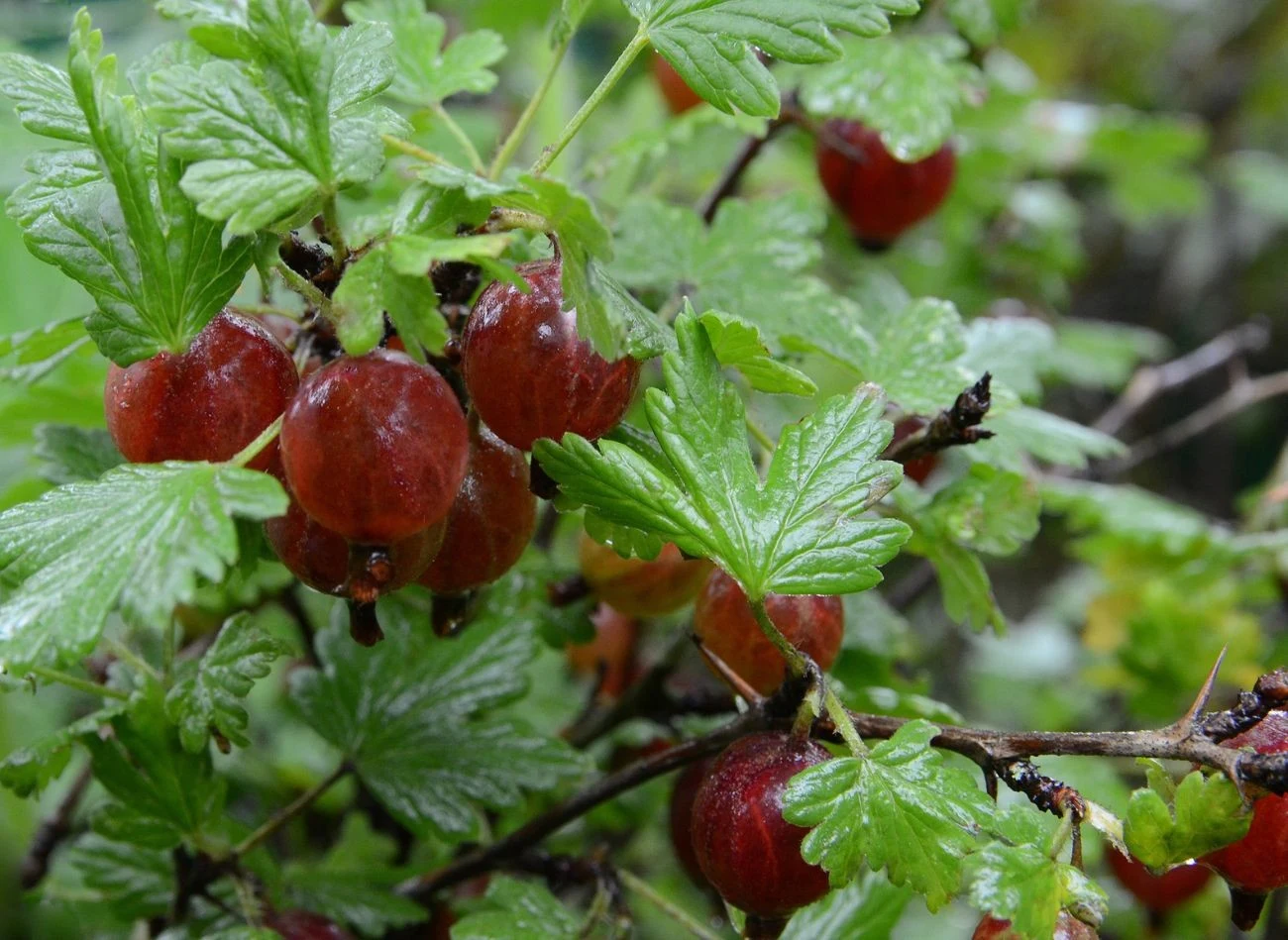 Na rynku dostępnych jest wiele odmian agrestu żółty, zielony, czerwony, a nawet fioletowo-niebieski.