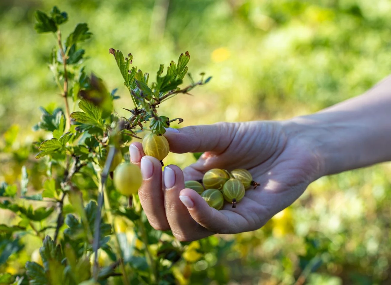 Agrest, aby mógł dobrze owocować, potrzebuje regularnego nawożenia, zwłaszcza po przycinaniu.