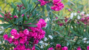 Jak nawozić oleandry, by miały dużo kwiatów? Potrzebują naturalnego wzmocnienia.