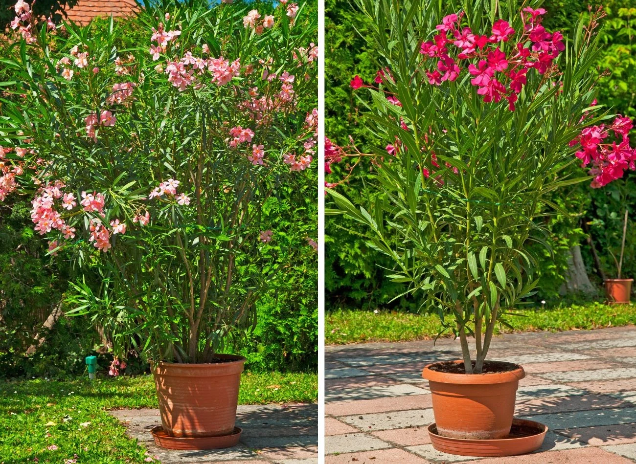 W każdej fazie wzrostu oleander potrzebuje innych nawozów i sposobu dokarmiania.