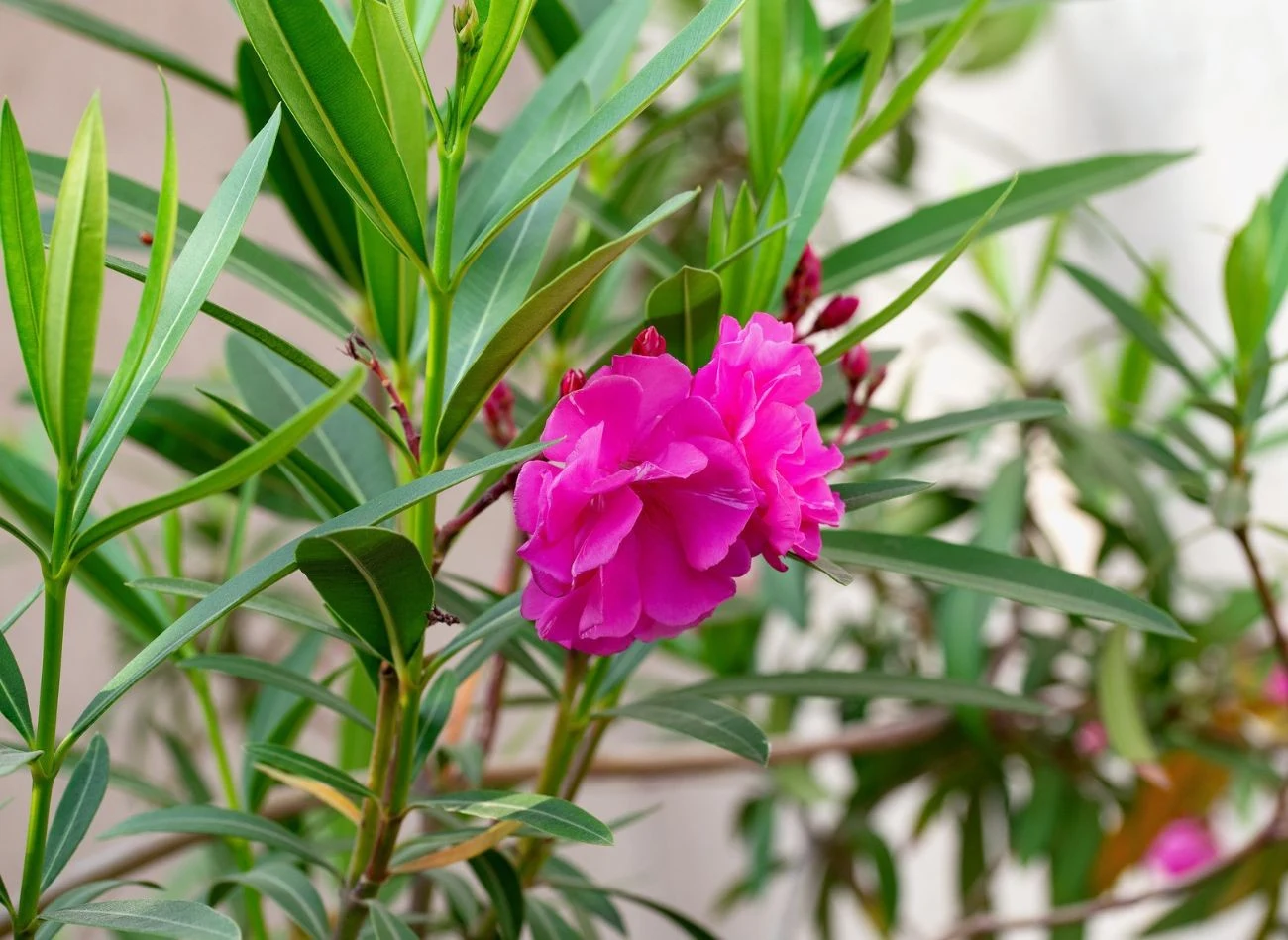 Zdrowy oleander ma zielone, błyszczące liście i obficie kwitnie.