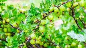Agrest to smaczny i bardzo zdrowy owoc. Jak inne krzewy owocowe potrzebuje wiosennego nawożenia.