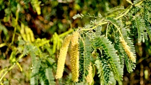 Jadłoszyn baziowaty jest rośliną, której uprawa jest w naszym kraju zakazana.