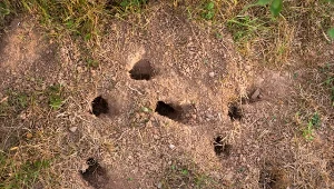 Nie zawsze uda nam się zapobiec pojawieniu się nornic w ogrodzie. Jak skutecznie z nimi walczyć?