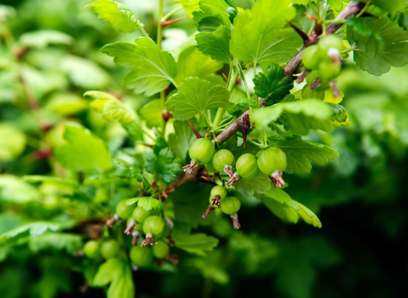 Fusy z kawy to naturalny nawóz, który wpływa na owocowanie.